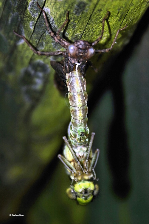 Shillingstone in Dorset