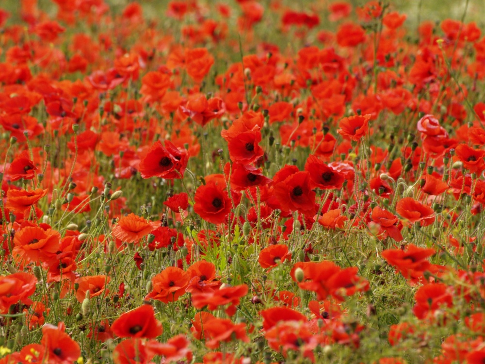 A few more poppies, Abbots Langley, Herts.