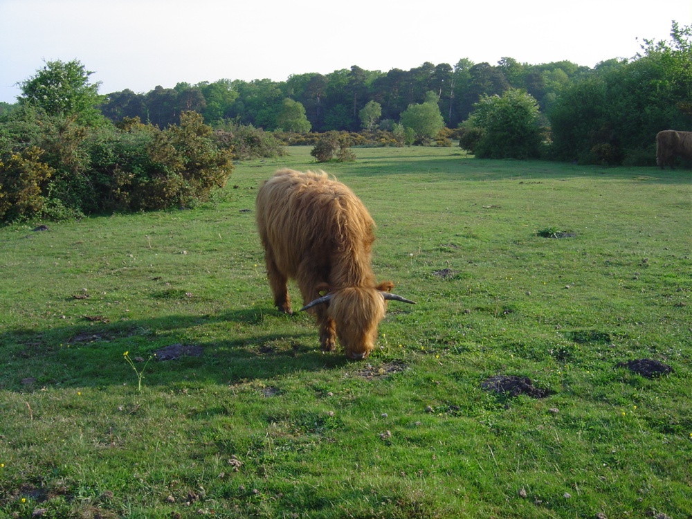 The New Forest (Hampshire)