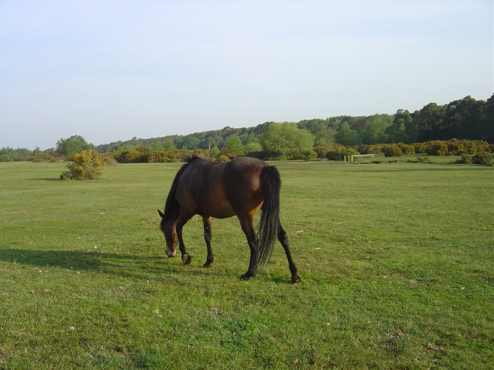 The New Forest (Hampshire)