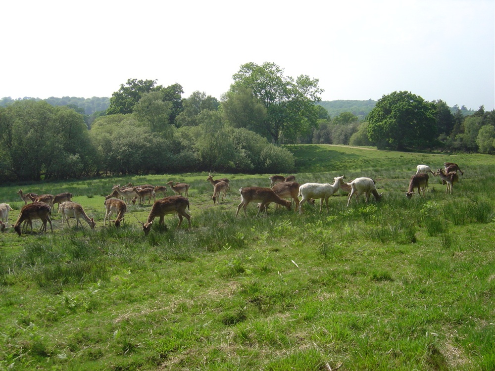 The New Forest (Hampshire)