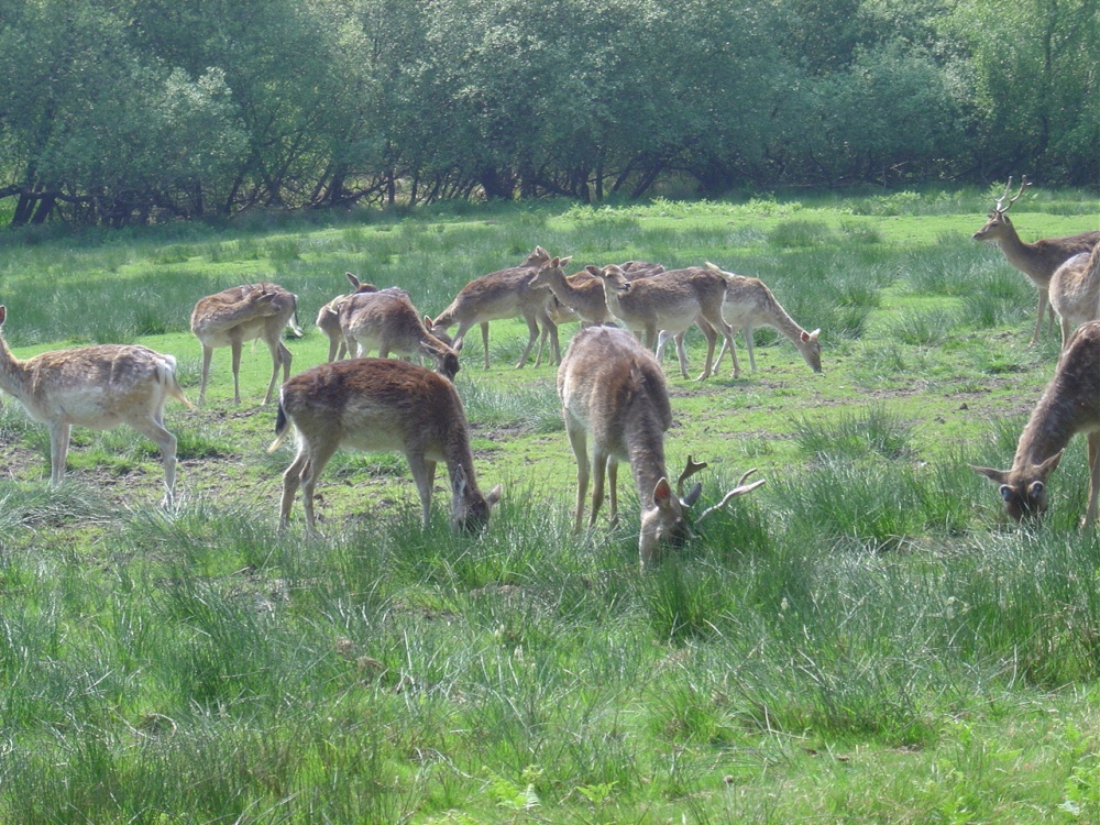 The New Forest (Hampshire)