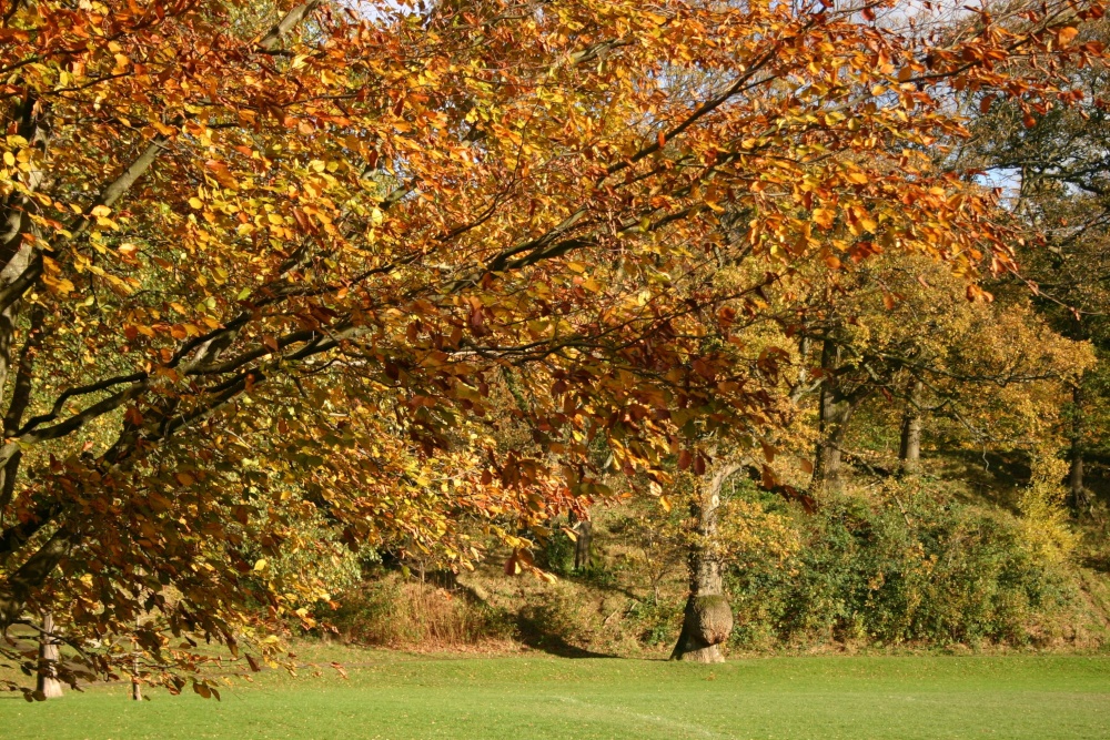 Autumn colour, Fitz Park