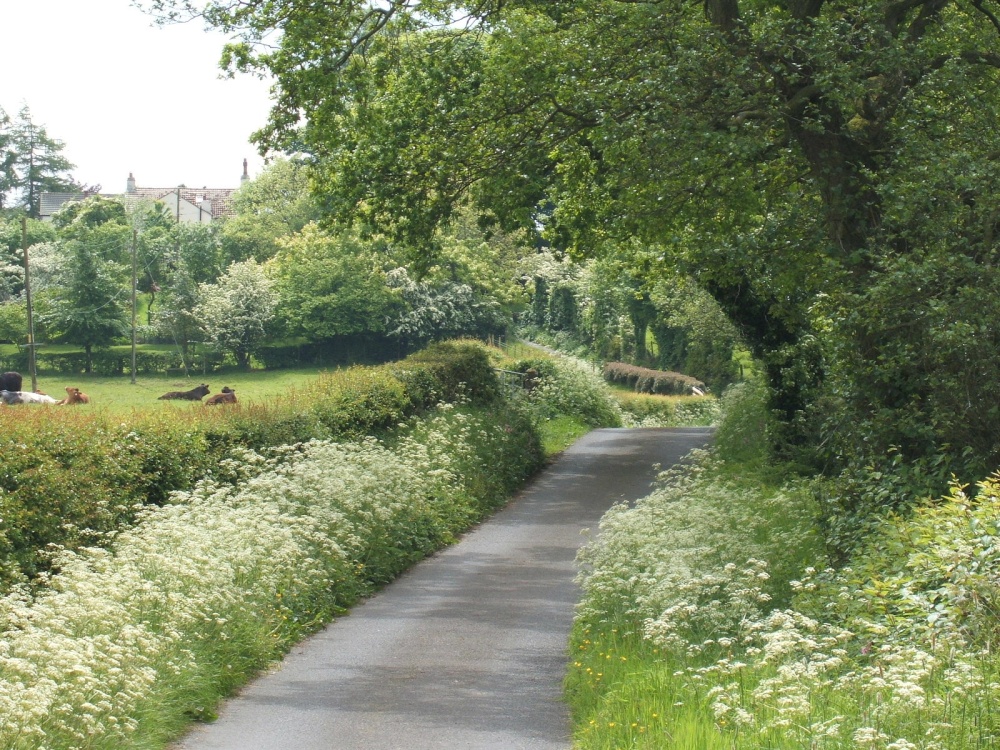Photograph of Lane full of Cow Parsley