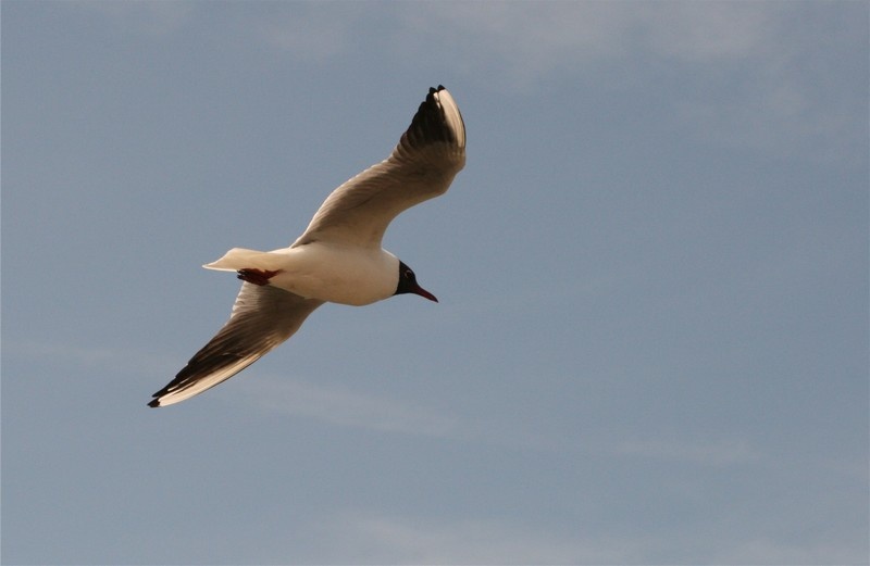 Tern, Hodbarrow Nature Reserve, Millom photo by Adrian Watson