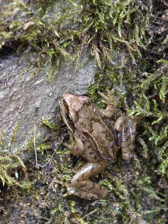 Baby toad in the well at Packwood House