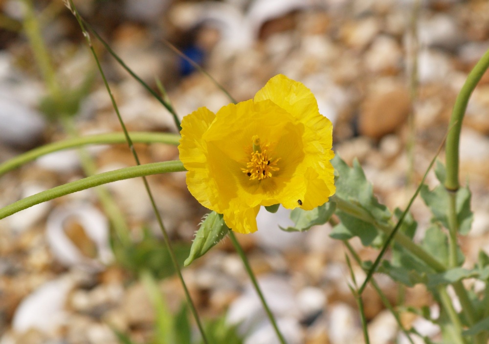 Yellow Horned Poppy, Pagham Spit, Pagham, West Sussex photo by Tony Tooth