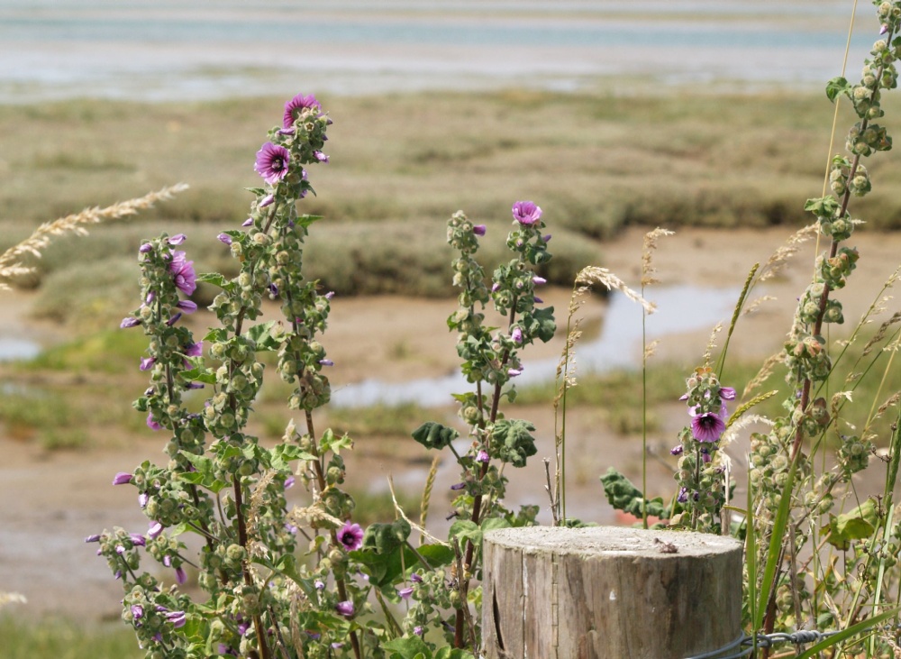 Tree Mallow, Pagham Spit Nature Reserve, Pagham, West Sussex