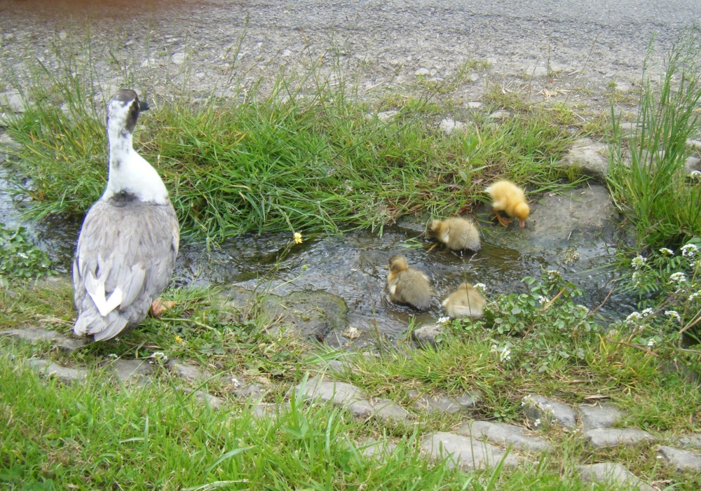 Photograph of Wild Life