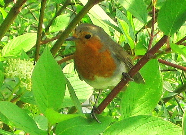 Photograph of Robin at Spring Pool
