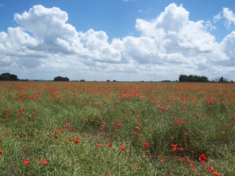 Field of poppies