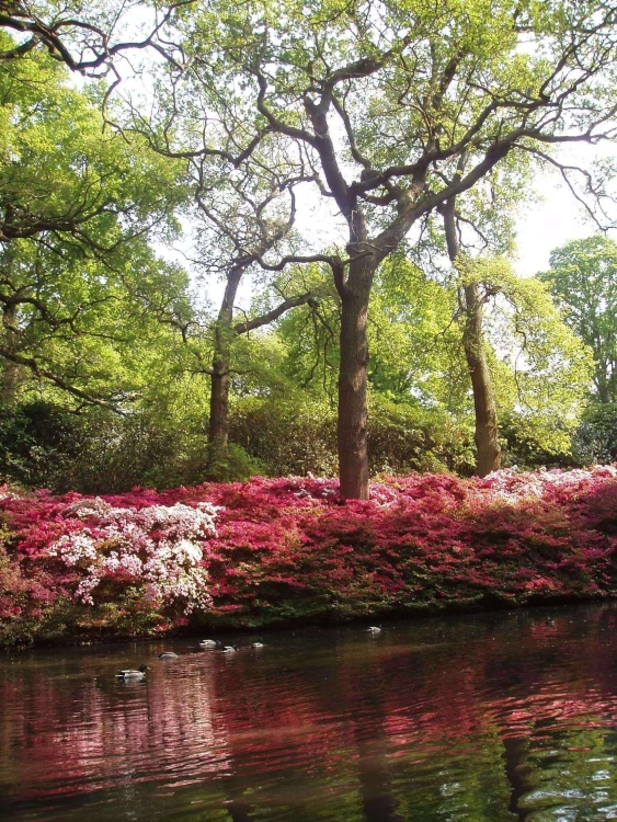 The glorious splashes of colour in the Isabella Plantation