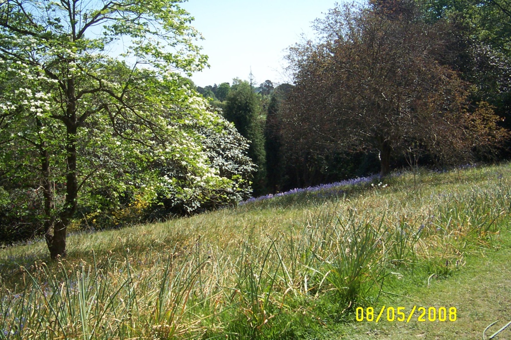 Leonardslee - the wild flower terrace