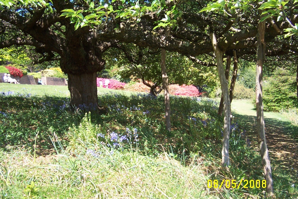 Leonardslee - the wild flower terrace