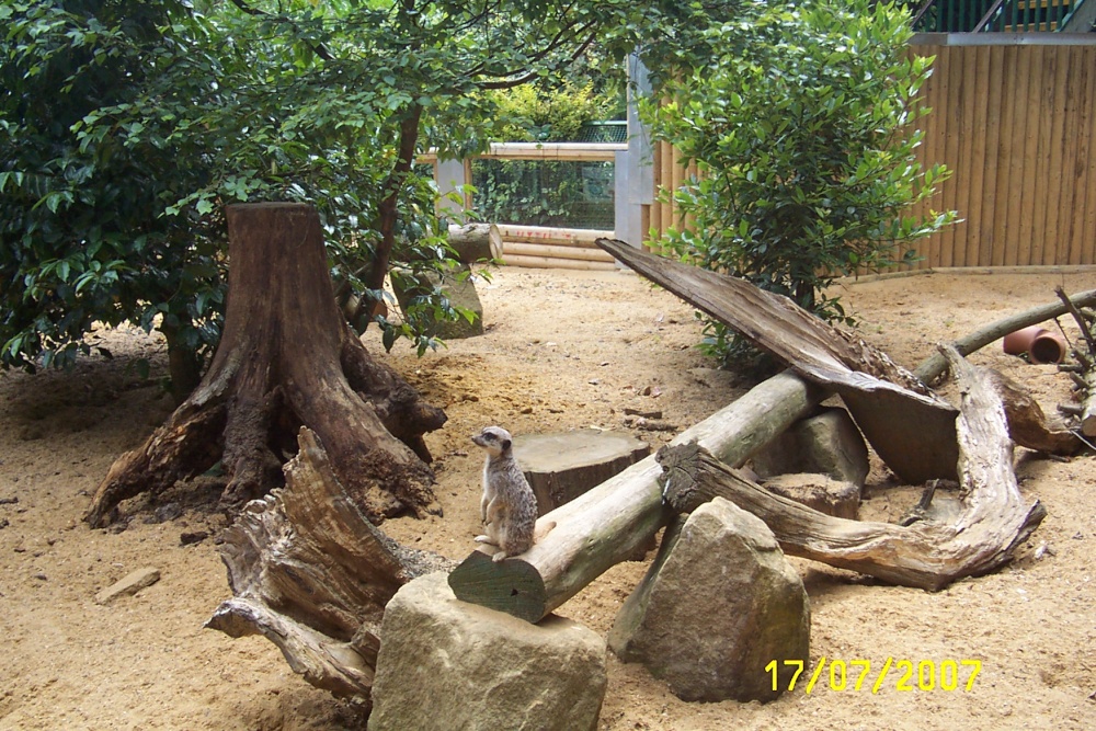 Photograph of Meerkat at Paradise Park