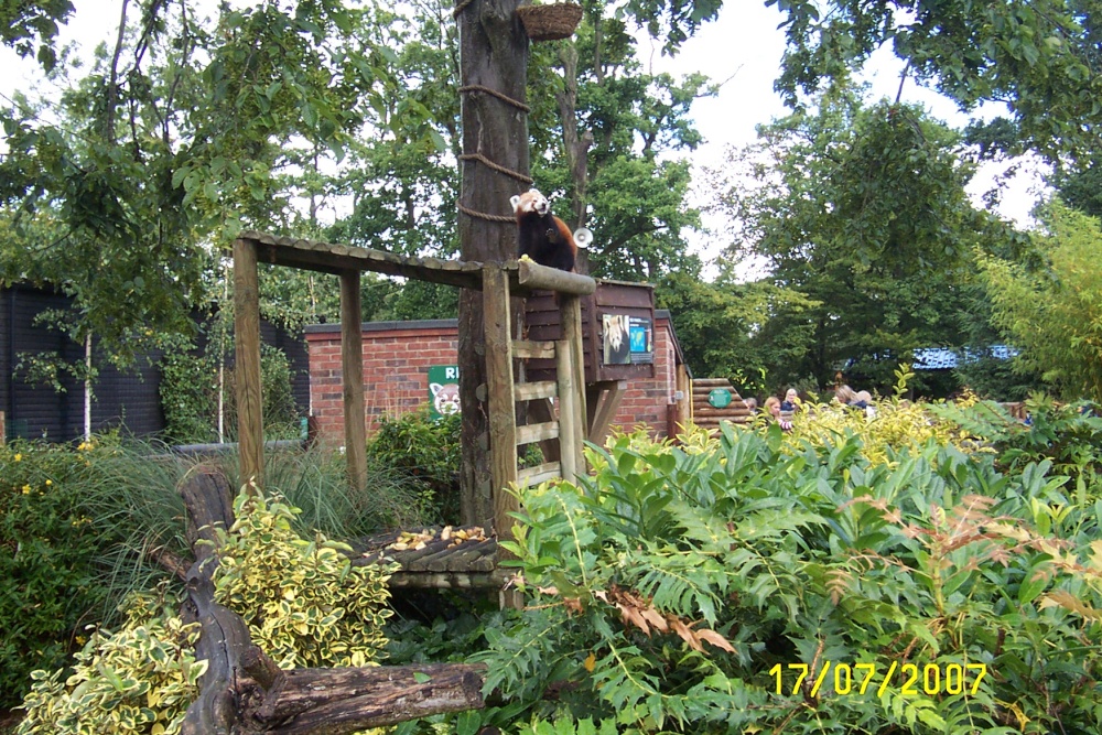 Red panda at Paradise Park