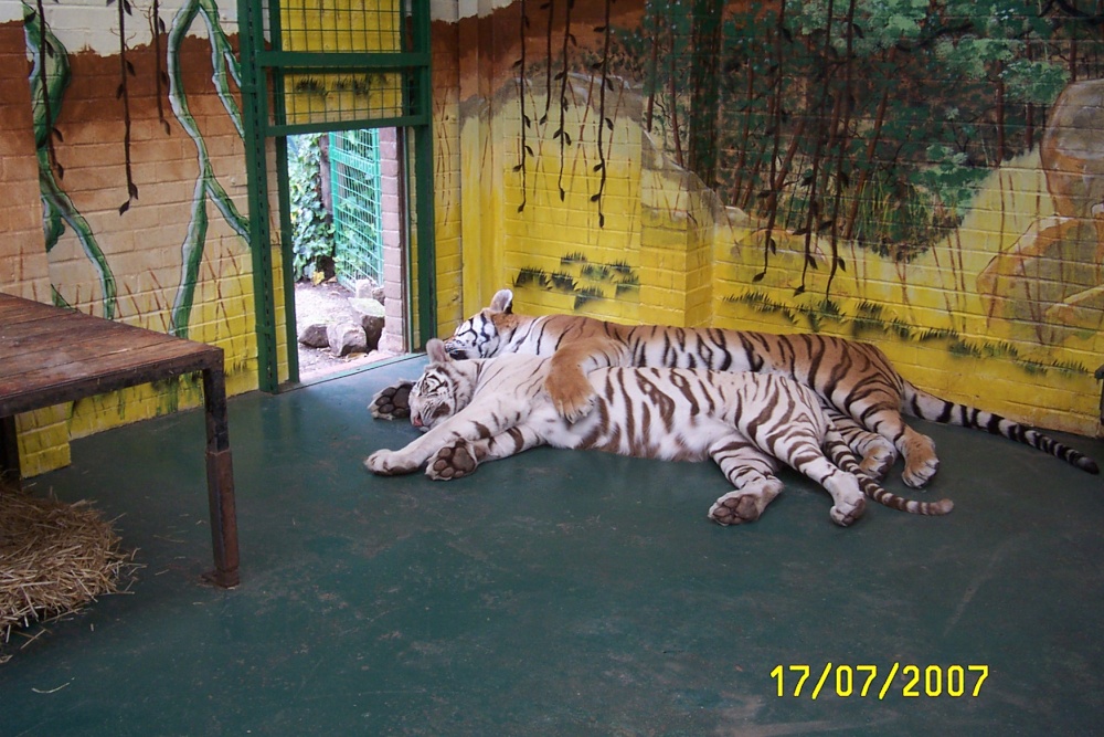 Photograph of Tigers at Paradise Park