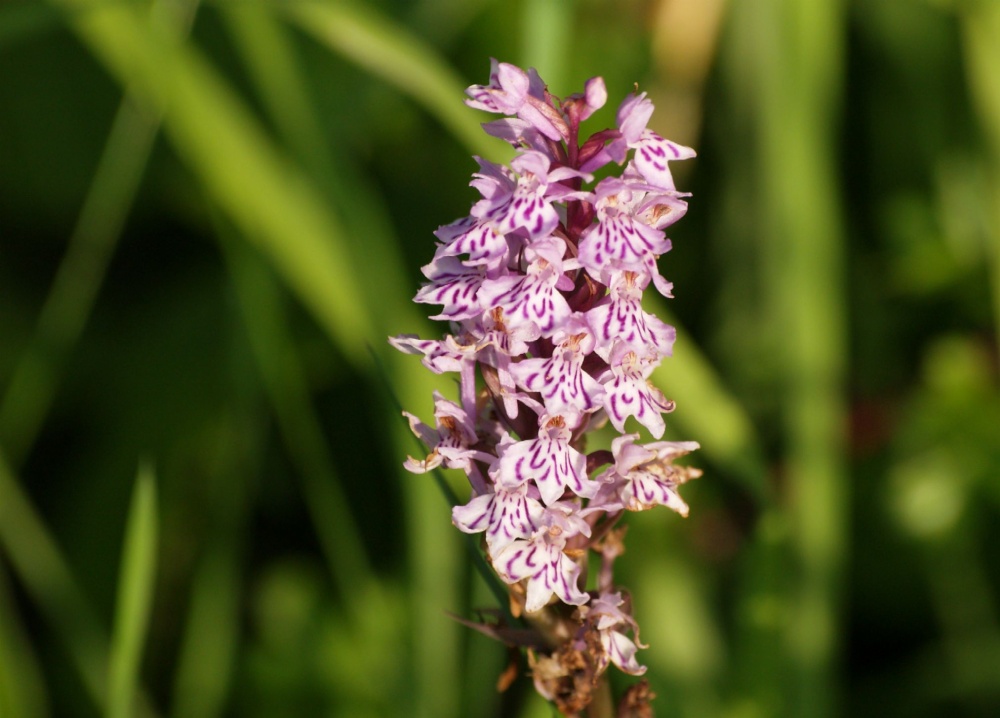 Common Spotted Orchid, Calvert Jubilee Nature Reserve, Calvert, Bucks photo by Tony Tooth