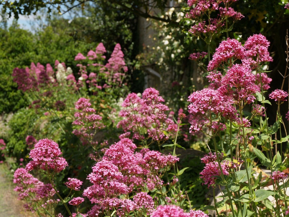 Ubiquitous Red Valerian, Stanton St John, near Oxford