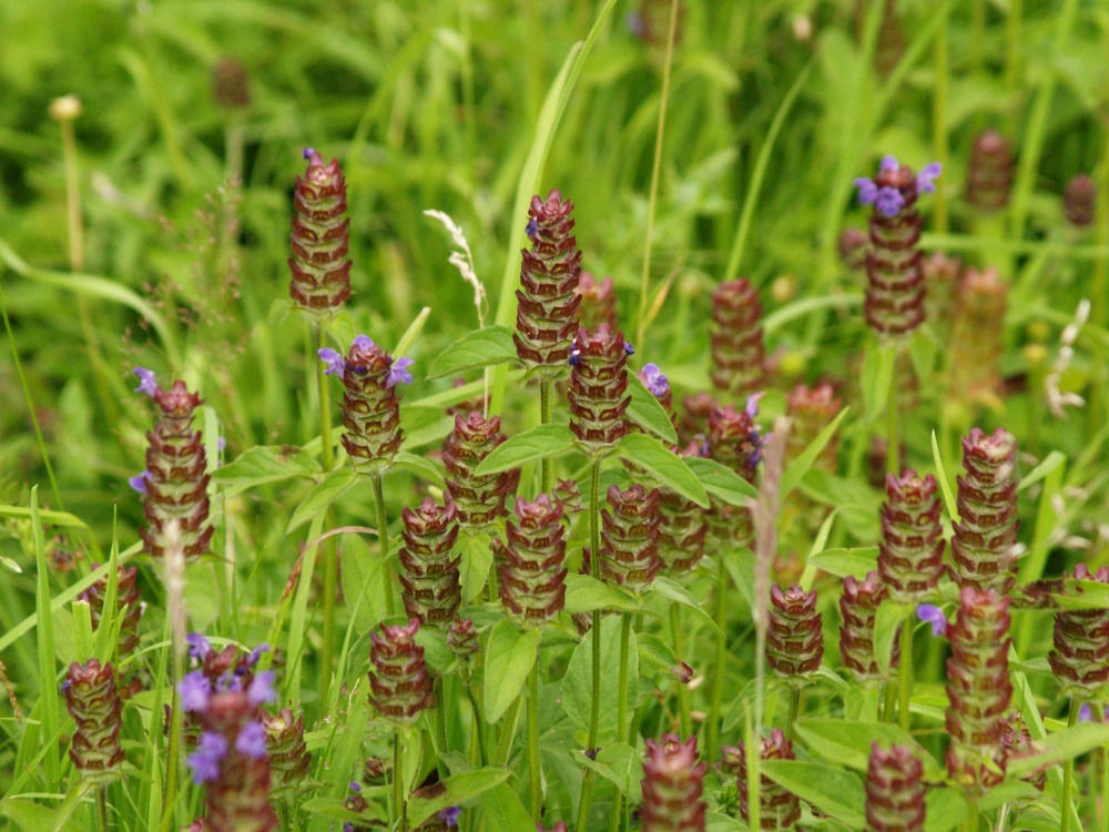 Unique pagoda-like Self-Heal, Thornborough, Bucks