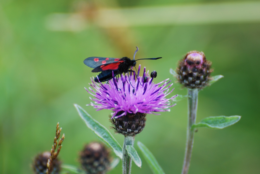 Six spot Burnet moth