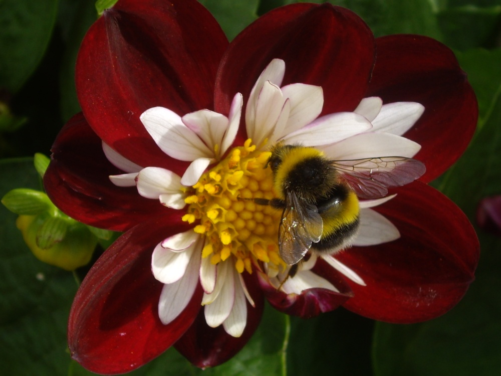 Bee on flower in Bewdley