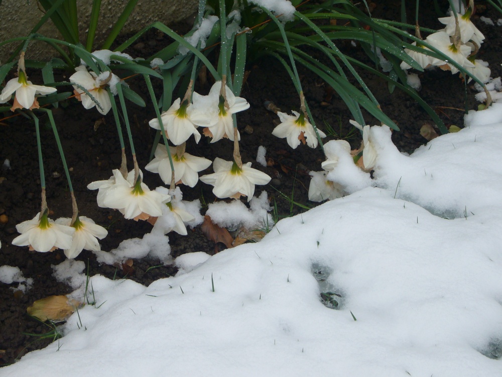Photograph of After the snowstorm