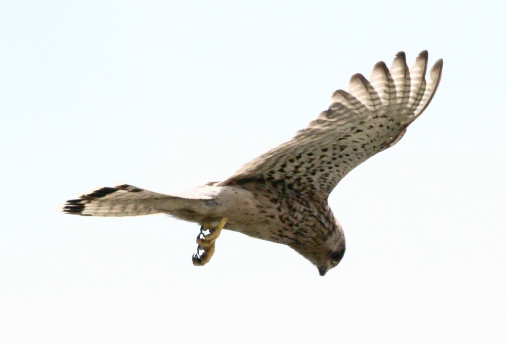 Hovering Kestrel, Pagham Spit Nature Reserve, Pagham, West Sussex photo by Tony Tooth