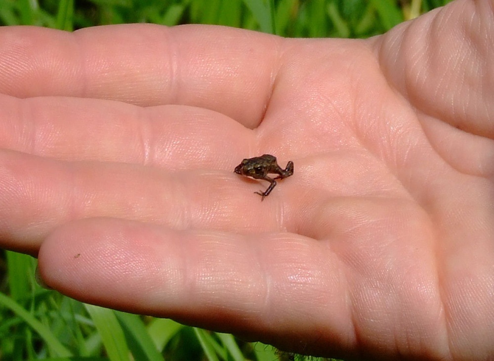 Photograph of Froglet