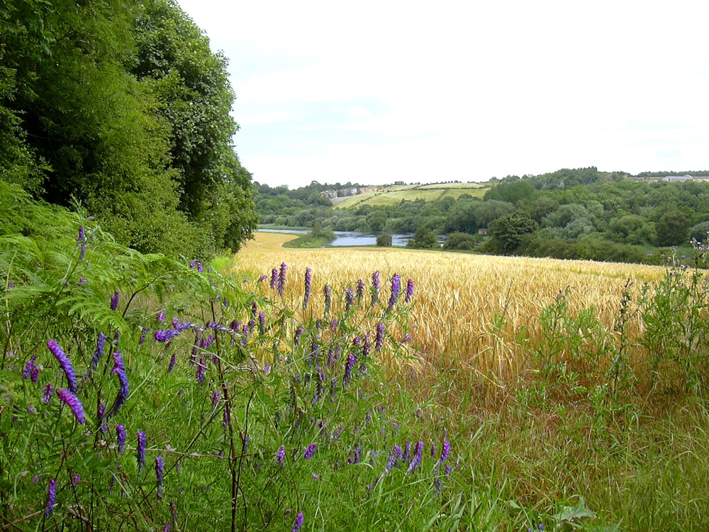 Sprotbrough Flash from the woods