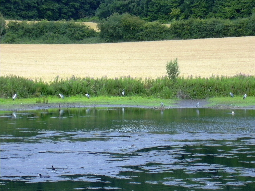 Sprotbrough Flash from the 'Heron' hide
