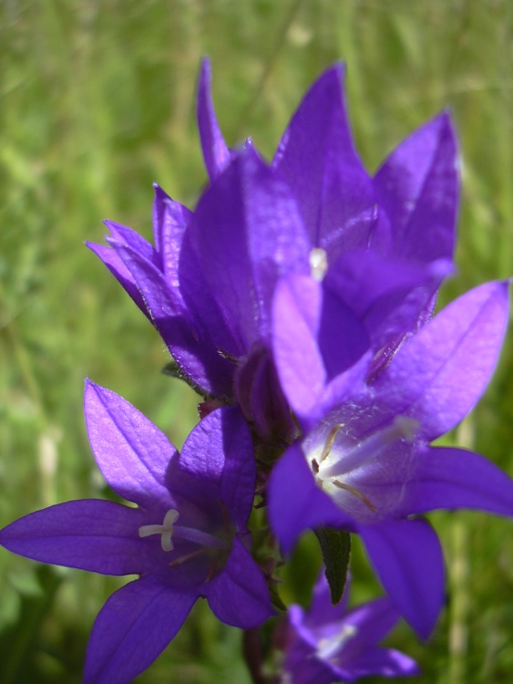 Bellflower in the wildflower garden
