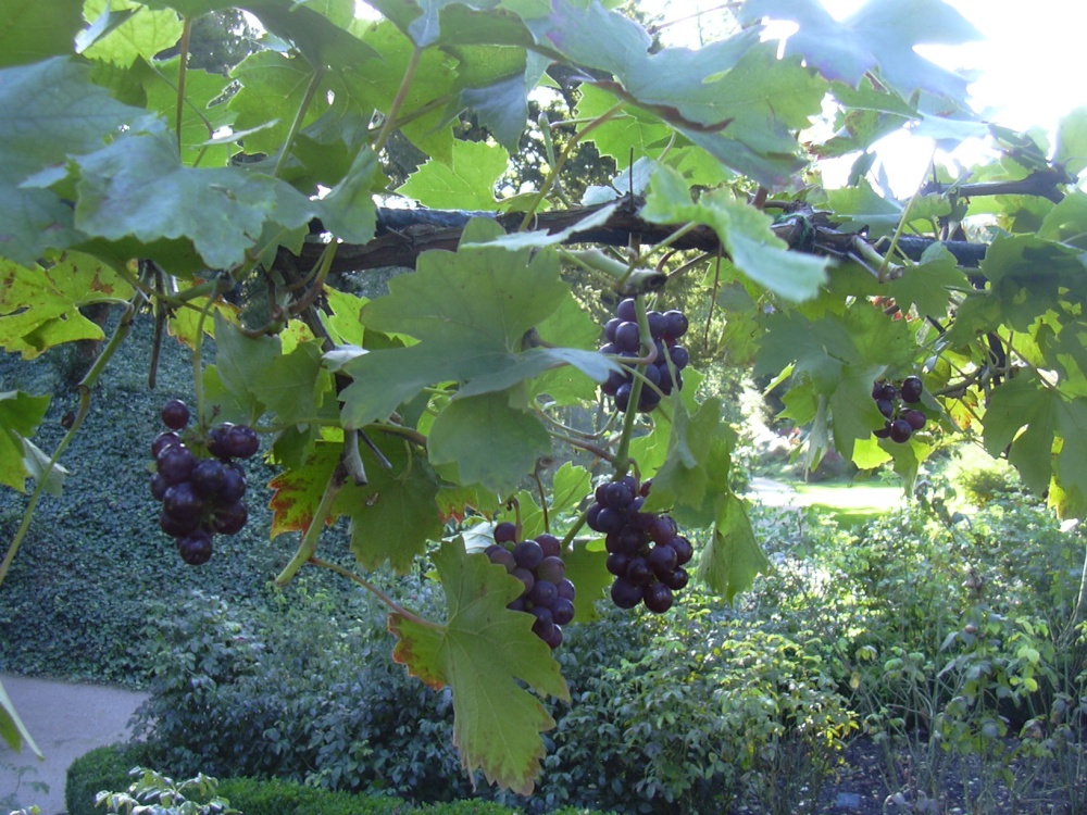 Grapes grow among the roses on the pergola