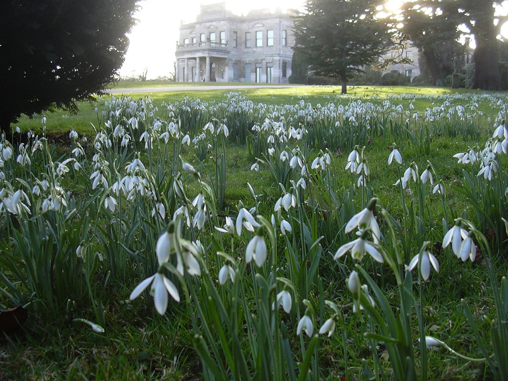 Photograph of Snowdrops in February 2008