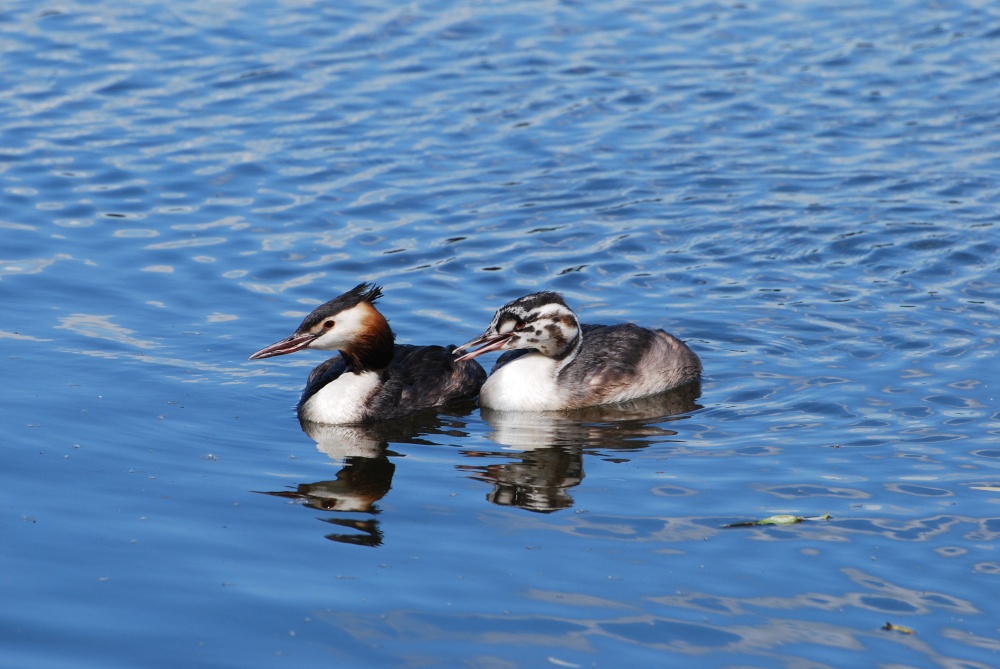 Great Crested Grebes
