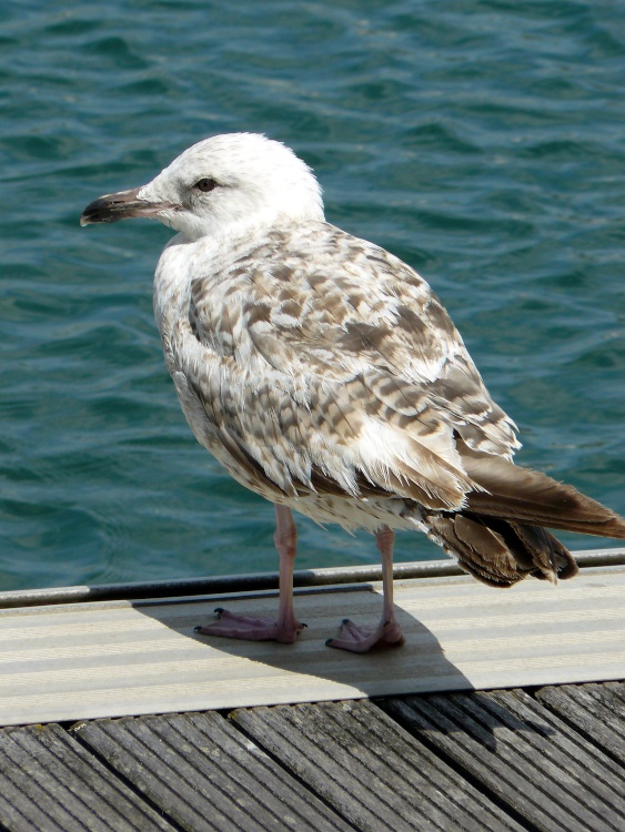 Sovereign harbour, Eastbourne, East Sussex