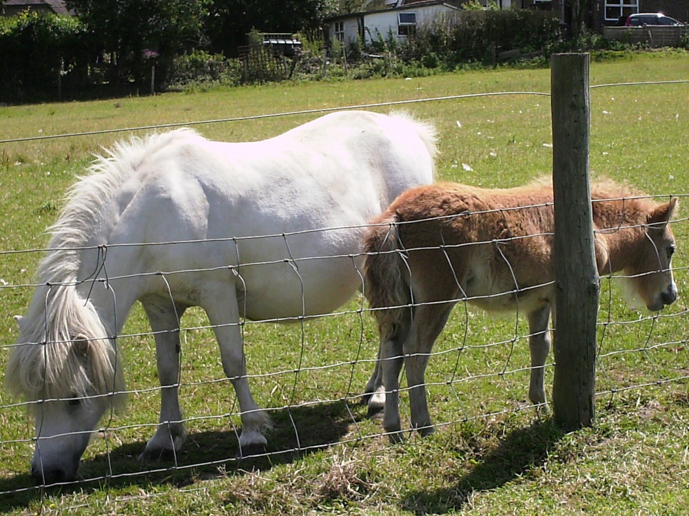 Photograph of Pony and foal