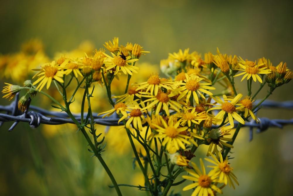 Bouquet of barbed wire photo by Stephanie Jackson