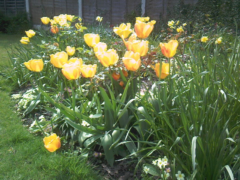 Photograph of A week after the snowstorm