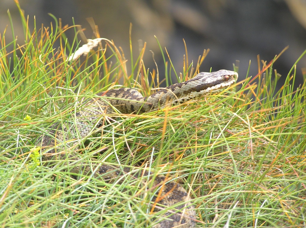 Photograph of Adder on the cliff edge at Mullion Cove