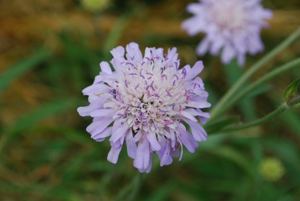 Field Scabious