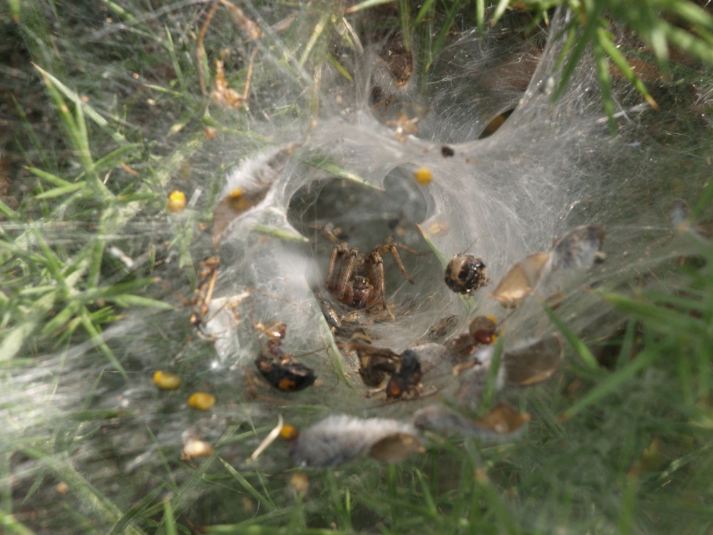 Photograph of Serious looking spider and web, near Ewelme, Oxon.