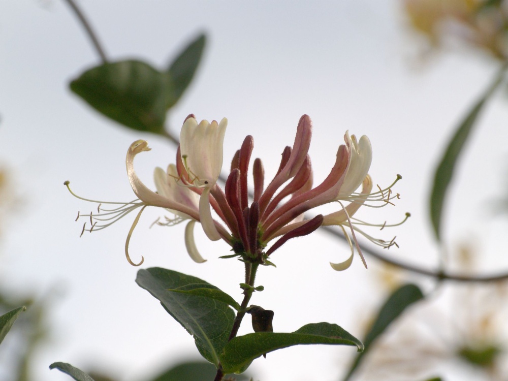Honeysuckle, bridleway near Padbury, Bucks.