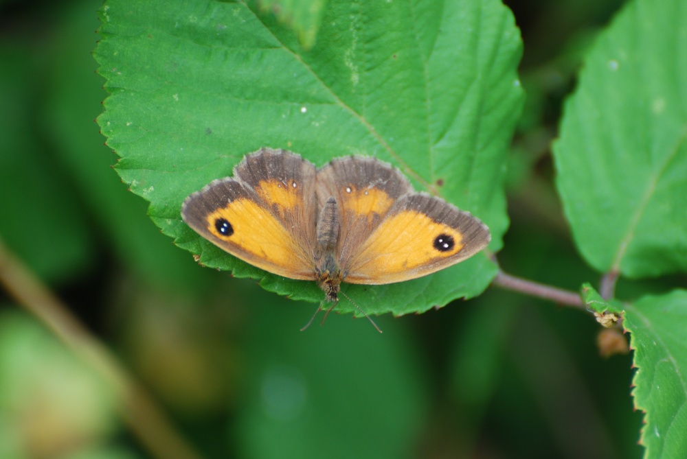 Photograph of Gatekeeper