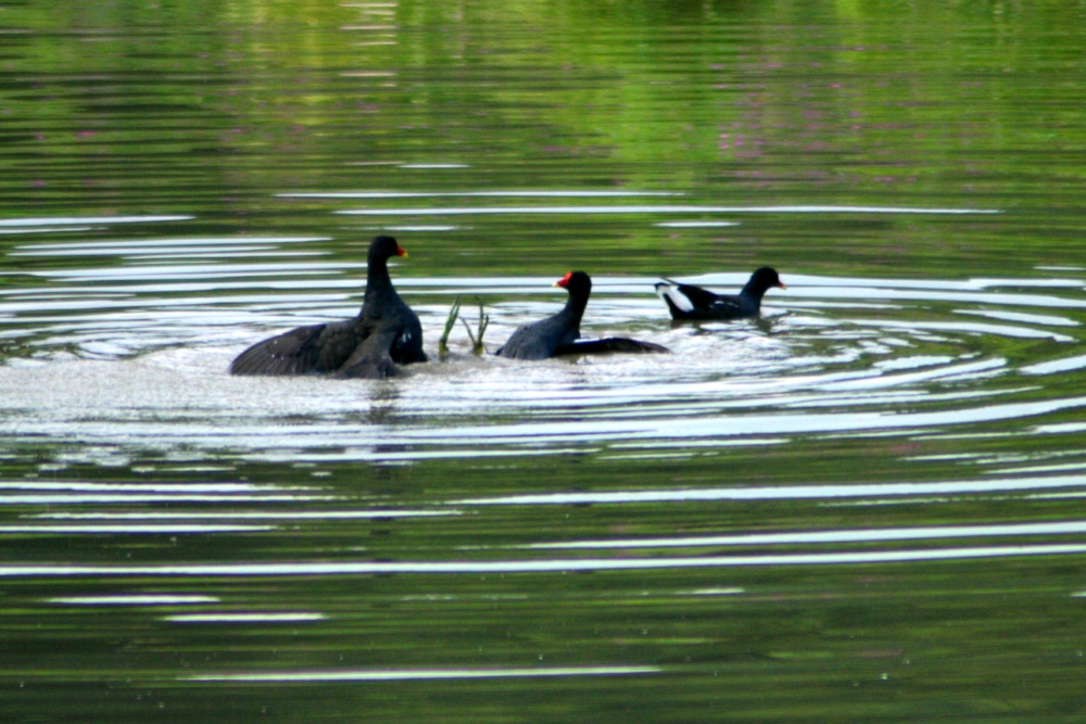Water Hens fighting over female on the waders lake.