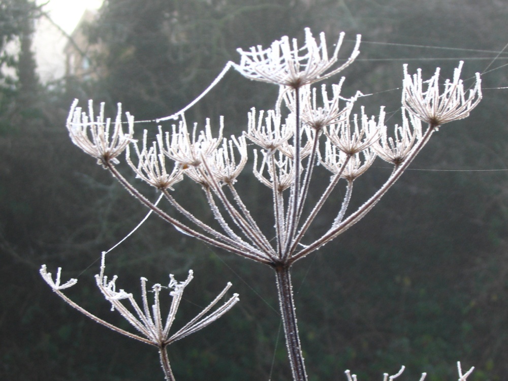 Basingstoke Canal, Up Nately