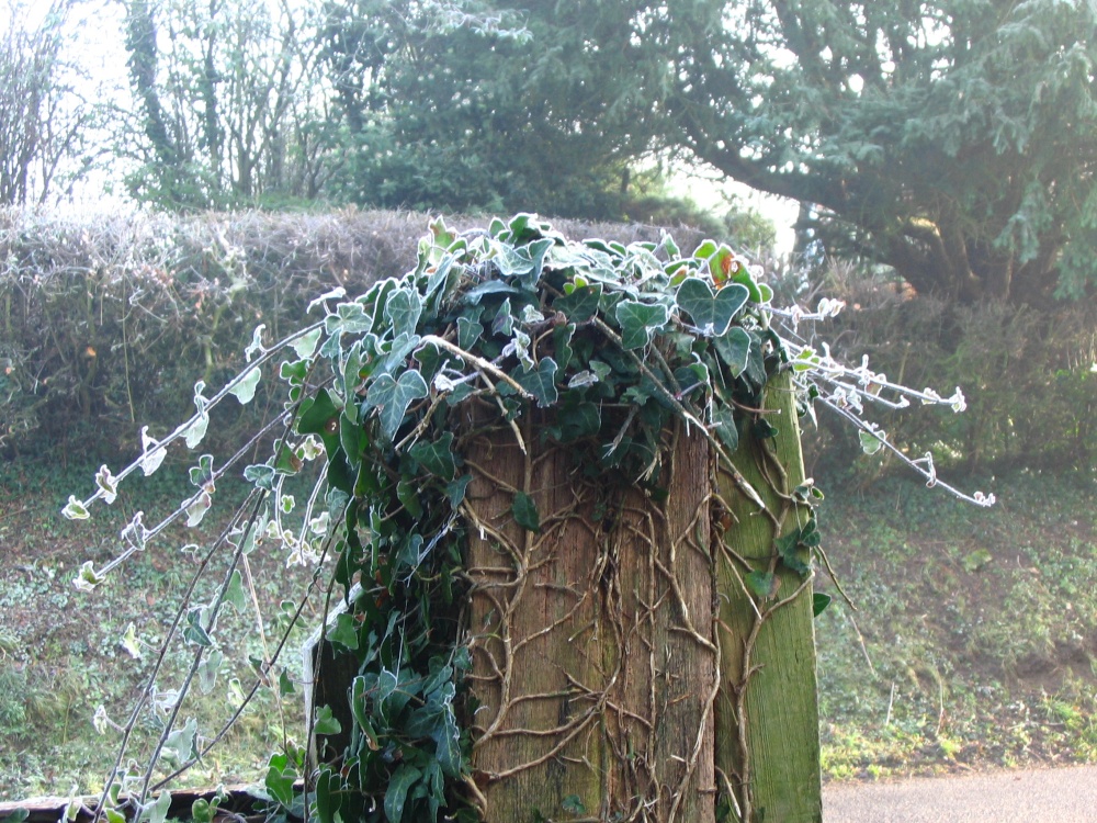 Frosted Ivy