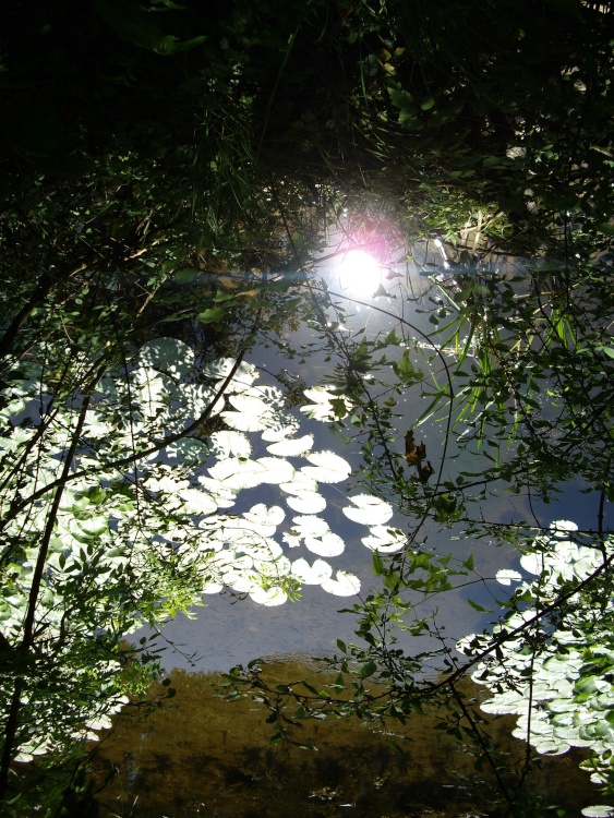 Lily ponds at Bosherton, Stackpole Estate
