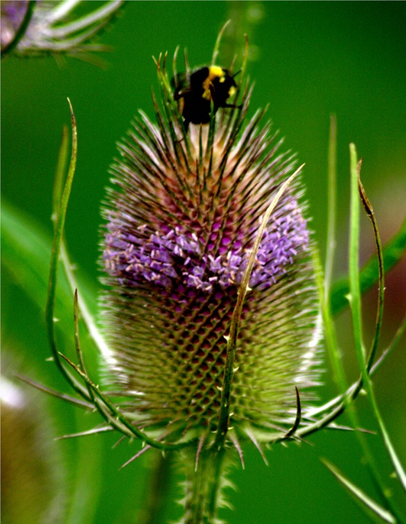 Thistles have been planted to attract wildlife to the centre.