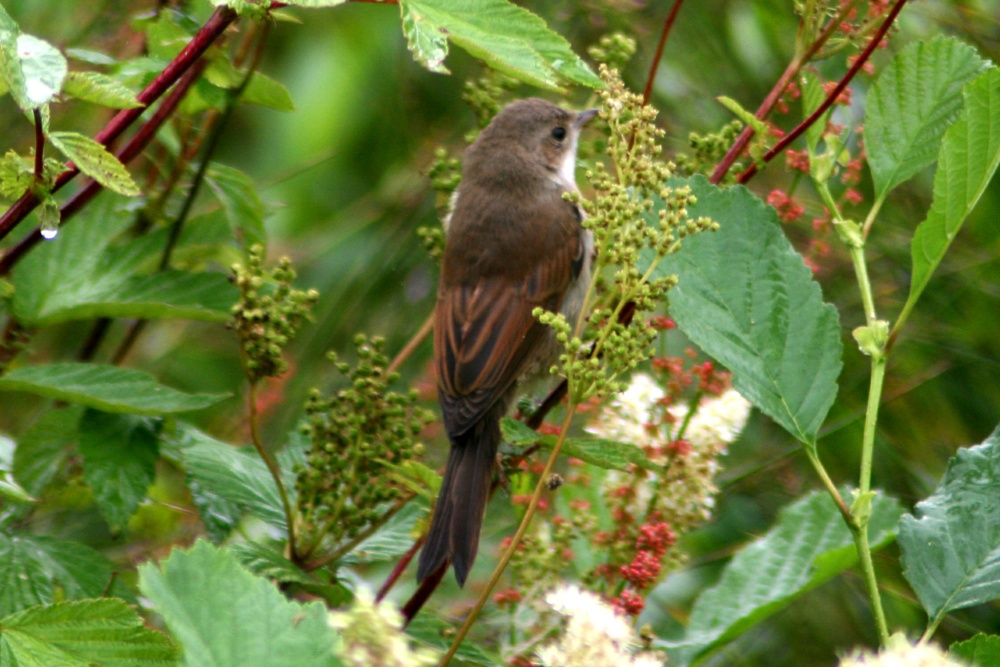 Whitethroat.